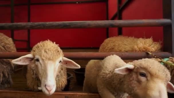 Ovce Nebo Domba Ohradě Pro Zvířata Při Přípravě Oběť Eid — Stock video