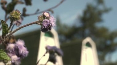 beautiful purple flowers blowing in the wind