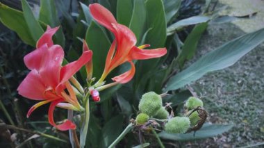 Canna indica çiçek doğa Bahçe