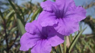 Bahçede mor çiçekler