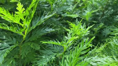 Ormandaki yeşil çalıları keşfet.