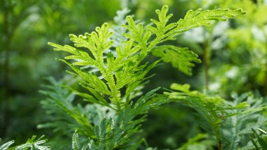 Ormandaki yeşil çalıları keşfet.