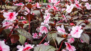 The pink flower, Impatiens walleriana, also known as busy Lizzie, is a popular annual flower clipart