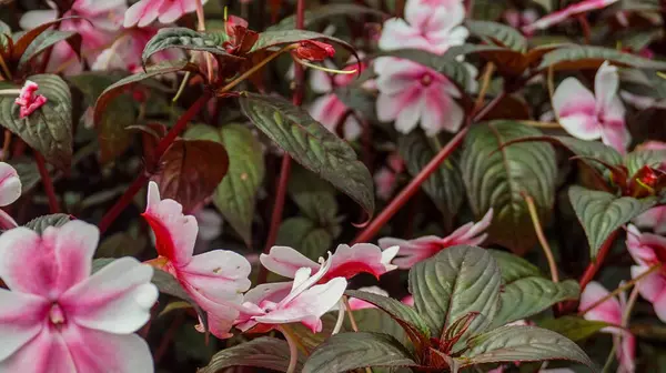 stock image The pink flower, Impatiens walleriana, also known as busy Lizzie, is a popular annual flower