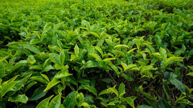 Yeşil çay yaprakları gözüme yeni geldi.