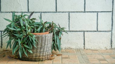 Beyaz tuğla duvarın yanındaki çömleklerde dekoratif bitkiler