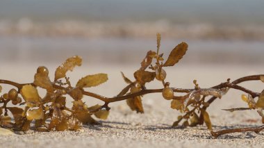 Kumsaldaki yosunlar, sahildeki yosunlar, beyaz kumlar.