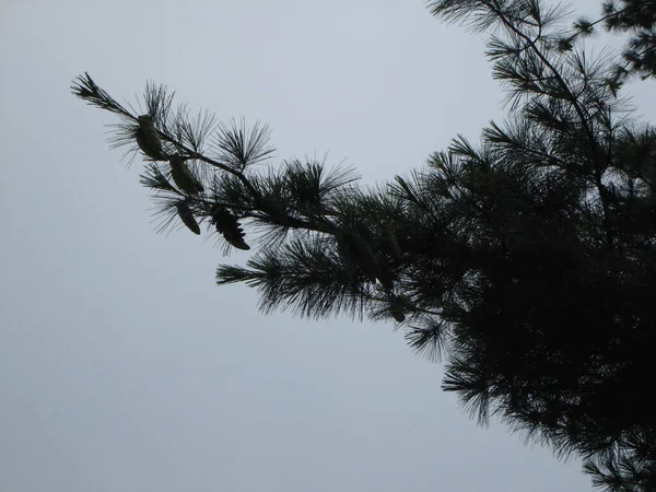 공중에 소나무 — 스톡 사진