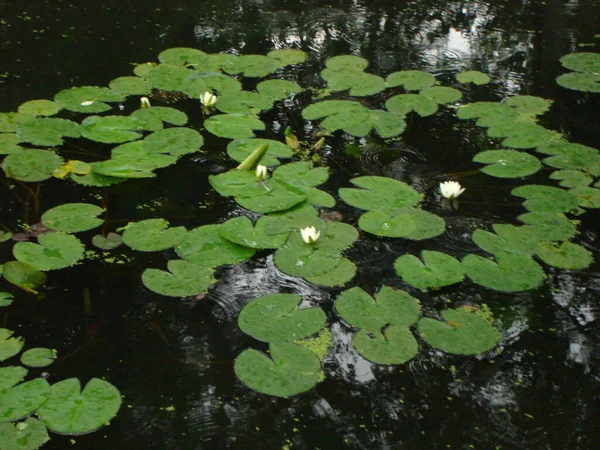 Quiet Pond White Lilias Deep Waters — Stock Photo, Image