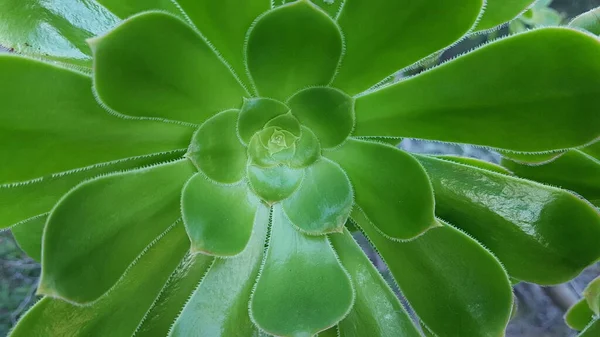 Zelená Rostlina Listy Táhnoucími Obloze Jejíž Zářivý Odstín Svědčí Kráse — Stock fotografie