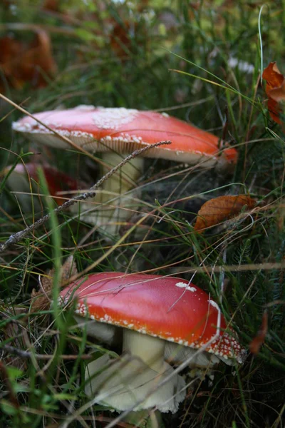무성한 잔디에 활기찬 버섯의 클러스터 변덕스러운 장면을 만드는 — 스톡 사진