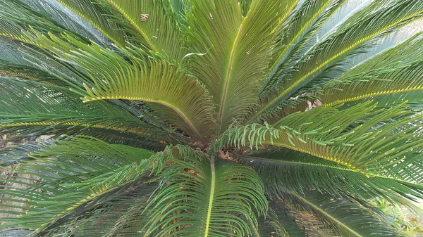 Величественная Зеленая Пальма Стоит Высоко Расползающиеся Листья Тихо Шуршат Ветру — стоковое фото