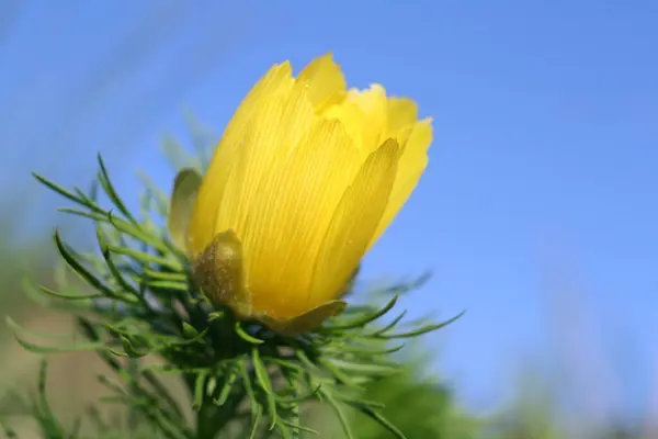 A bright yellow flower blooms against a brilliant blue sky, its delicate petals glistening in the sunlight.