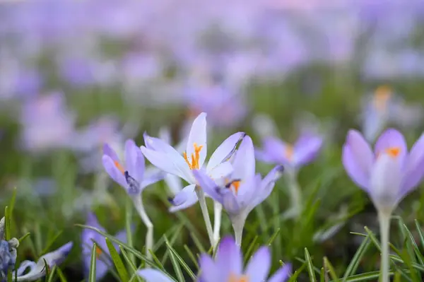 There is a cluster of vibrant purple flowers scattered amidst the lush green grass, creating a picturesque sight.