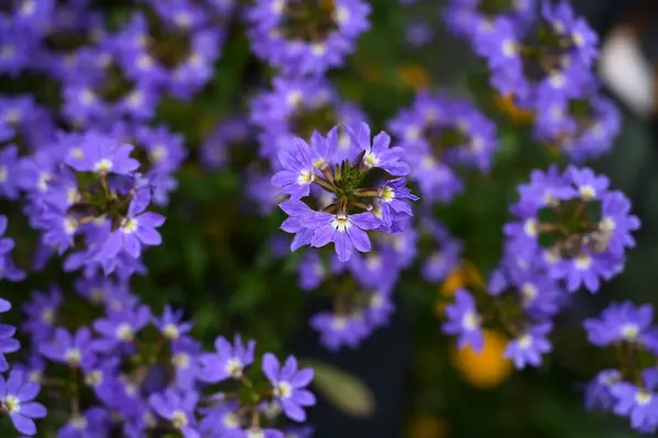 Vibrant and royal, a bunch of purple flowers is blooming gracefully, adding a burst of color to the landscape.