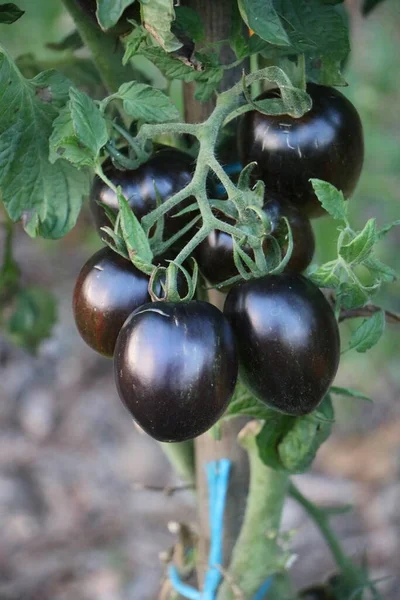 A vibrant cluster of jet-black tomatoes hang from the plant