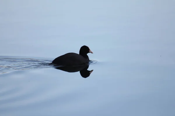 A black duck gracefully glides on the calm water, its glossy feathers shining in the sunlight.