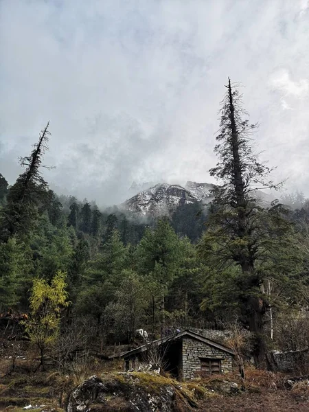A cozy cabin nestled among towering trees, surrounded by a serene forest, with majestic mountains as its backdrop.