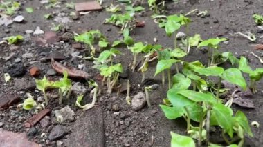 Bahçede yetişen yeşil yapraklara yakın.