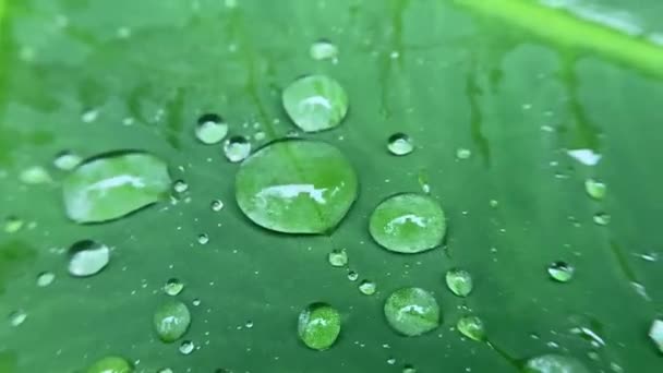 Imagens Gotas Água Belas Folhas Verdes — Vídeo de Stock