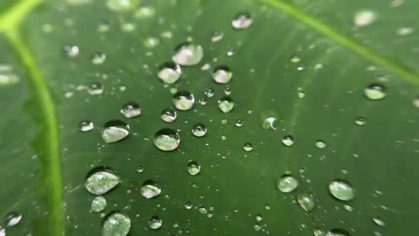 4K片美丽的绿叶上的水滴 — 图库视频影像