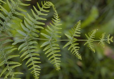 Yeşil arka planda bir ormanda eğrelti otunun yakın çekimi
