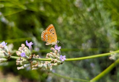 Bir leyla çiçeğinin üzerinde oturan turuncu kelebek.