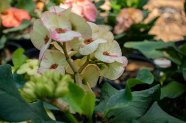 Euphorbia milii, dikenli taç, İsa bitkisi ya da İsa dikenli diken (