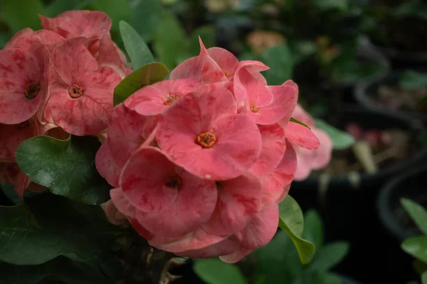 Euphorbia Milii Crown Thorns Christ Plant Christ Thorn Species Flowering — Stock Photo, Image