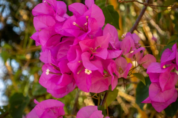 エウフォルビア チョイ トウモロコシの王冠 キリストの植物 またはキリストの産生は 拍車家族の花の植物の種です — ストック写真
