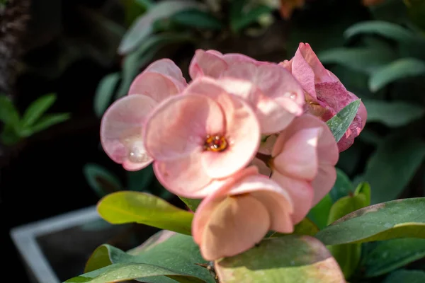 エウフォルビア チョイ トウモロコシの王冠 キリストの植物 またはキリストの産生は 拍車家族の花の植物の種です — ストック写真