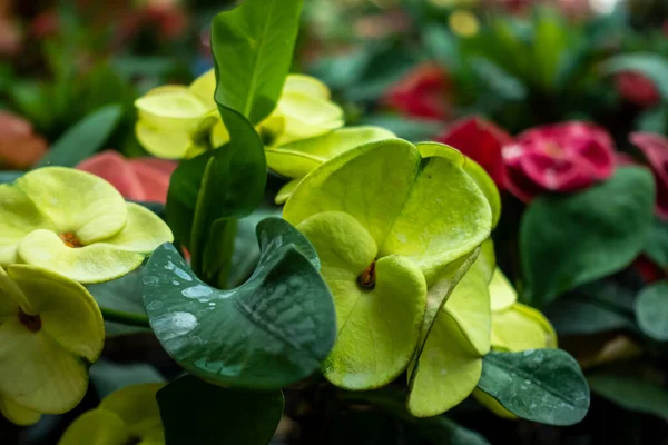 Euphorbia Milii Die Dornenkrone Christuspflanze Oder Christdorn Ist Eine Blühende — Stockfoto