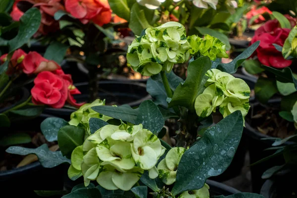 Euphorbia Milii Die Dornenkrone Christuspflanze Oder Christdorn Ist Eine Blühende — Stockfoto