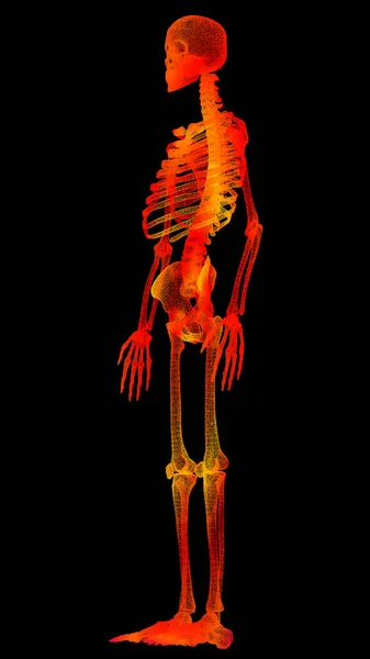 Escaneo Holográfico Biomédico Virtual Del Cuerpo Humano Del Elemento Movimiento — Foto de Stock