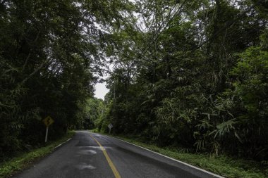 Doi Phuka Dağı 'ndaki sakin yemyeşil ve yeşillik yağmur ormanları dağ manzarasından geçen kırsal yol Tayland' ın kuzeyindeki ulusal parka ayrıldı.