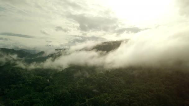 무성한 숨막히는 북부에 위치한 구름의 캐노피로 장엄한 — 비디오
