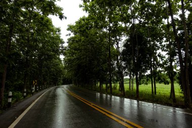 Doi Phuka Dağı 'ndaki sakin yemyeşil ve yeşillik yağmur ormanları dağ manzarasından geçen kırsal yol Tayland' ın kuzeyindeki ulusal parka ayrıldı.
