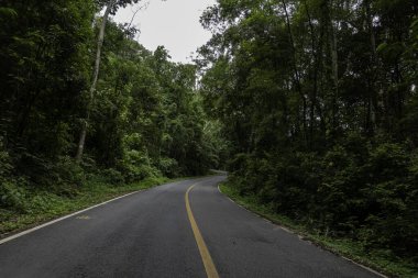 Doi Phuka Dağı 'ndaki sakin yemyeşil ve yeşillik yağmur ormanları dağ manzarasından geçen kırsal yol Tayland' ın kuzeyindeki ulusal parka ayrıldı.