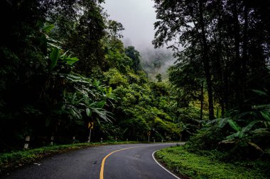 Doi Phuka Dağı 'ndaki sakin yemyeşil ve yeşillik yağmur ormanları dağ manzarasından geçen kırsal yol Tayland' ın kuzeyindeki ulusal parka ayrıldı.
