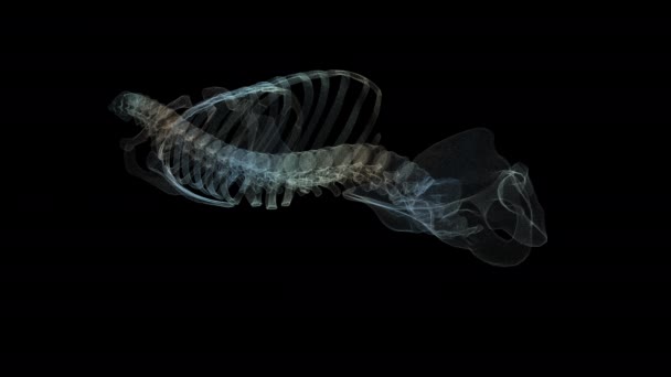 Футуристична Біомедична Концепція Голографічного Сканування Хребта Пацієнта Діагностики Грижі Спинного — стокове відео