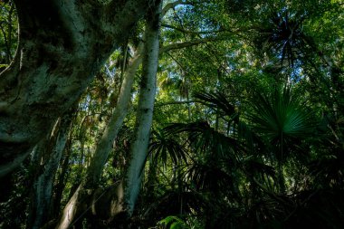 Nan Eyaleti, Tayland 'daki Doi Phuka Ulusal Rezerv Parkı' ndaki tropikal yağmur ormanları