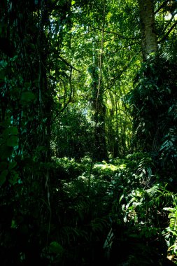 Nan Eyaleti, Tayland 'daki Doi Phuka Ulusal Rezerv Parkı' ndaki tropikal yağmur ormanları