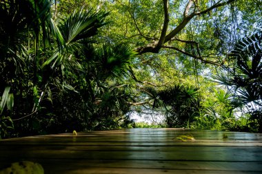 Nan Eyaleti, Tayland 'daki Doi Phuka Ulusal Rezerv Parkı' ndaki tropikal yağmur ormanları