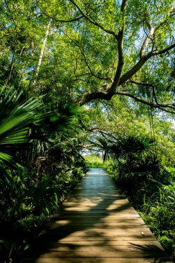 Nan Eyaleti, Tayland 'daki Doi Phuka Ulusal Rezerv Parkı' ndaki tropikal yağmur ormanları