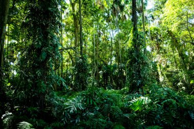 Nan Eyaleti, Tayland 'daki Doi Phuka Ulusal Rezerv Parkı' ndaki tropikal yağmur ormanları