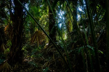 Nan Eyaleti, Tayland 'daki Doi Phuka Ulusal Rezerv Parkı' ndaki tropikal yağmur ormanları