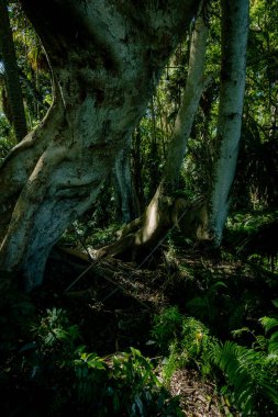 Nan Eyaleti, Tayland 'daki Doi Phuka Ulusal Rezerv Parkı' ndaki tropikal yağmur ormanları