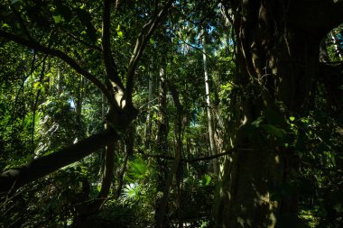 Nan Eyaleti, Tayland 'daki Doi Phuka Ulusal Rezerv Parkı' ndaki tropikal yağmur ormanları