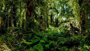 Nan Eyaleti, Tayland 'daki Doi Phuka Ulusal Rezerv Parkı' ndaki tropikal yağmur ormanları