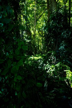 Nan Eyaleti, Tayland 'daki Doi Phuka Ulusal Rezerv Parkı' ndaki tropikal yağmur ormanları